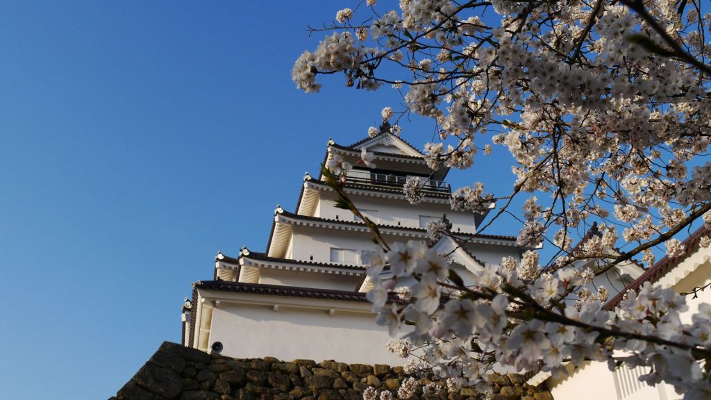 會津之春（一）：鶴城的櫻花